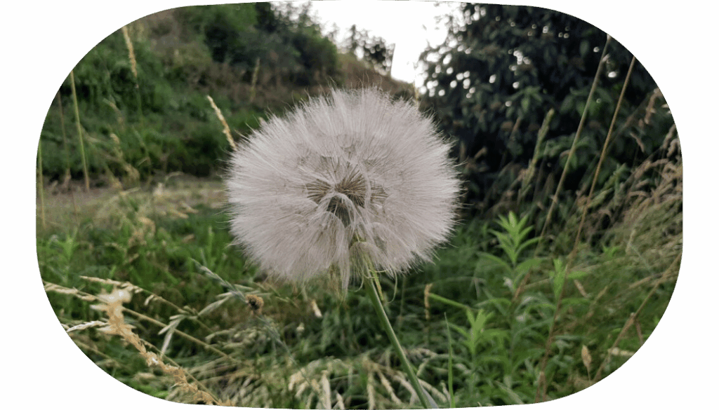 Pusteblume